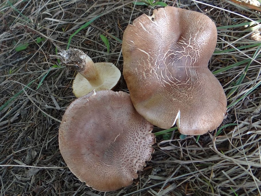 Рядовка Чешуйчатая Tricholoma imbricatum