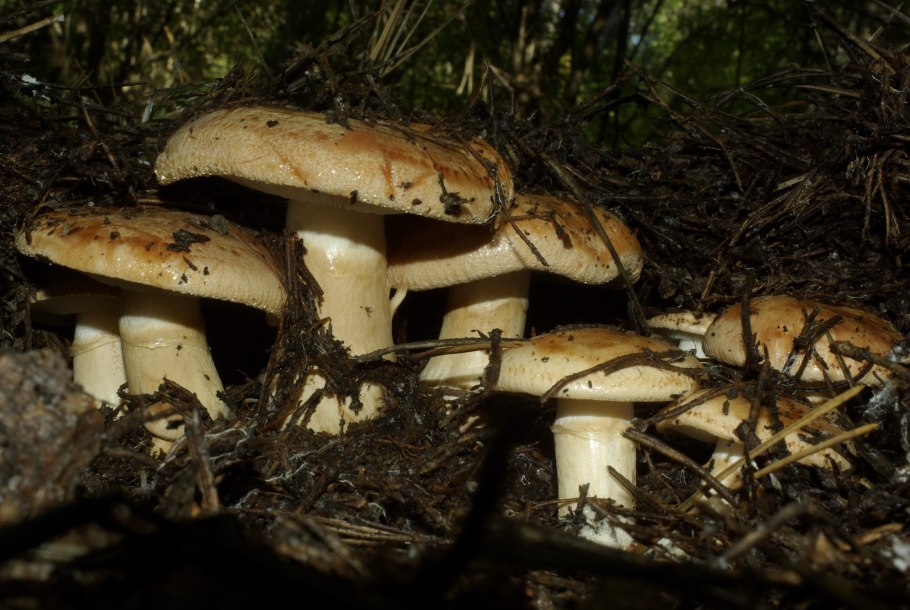 Коллибия Каштановая гриб