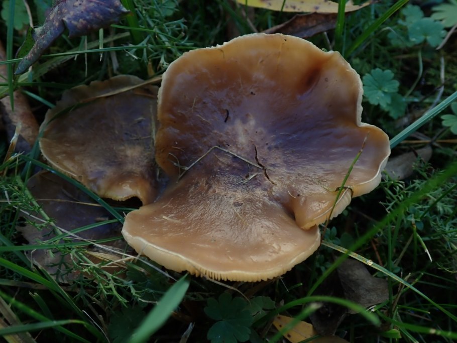 Свинушка paxillus rubicundulus