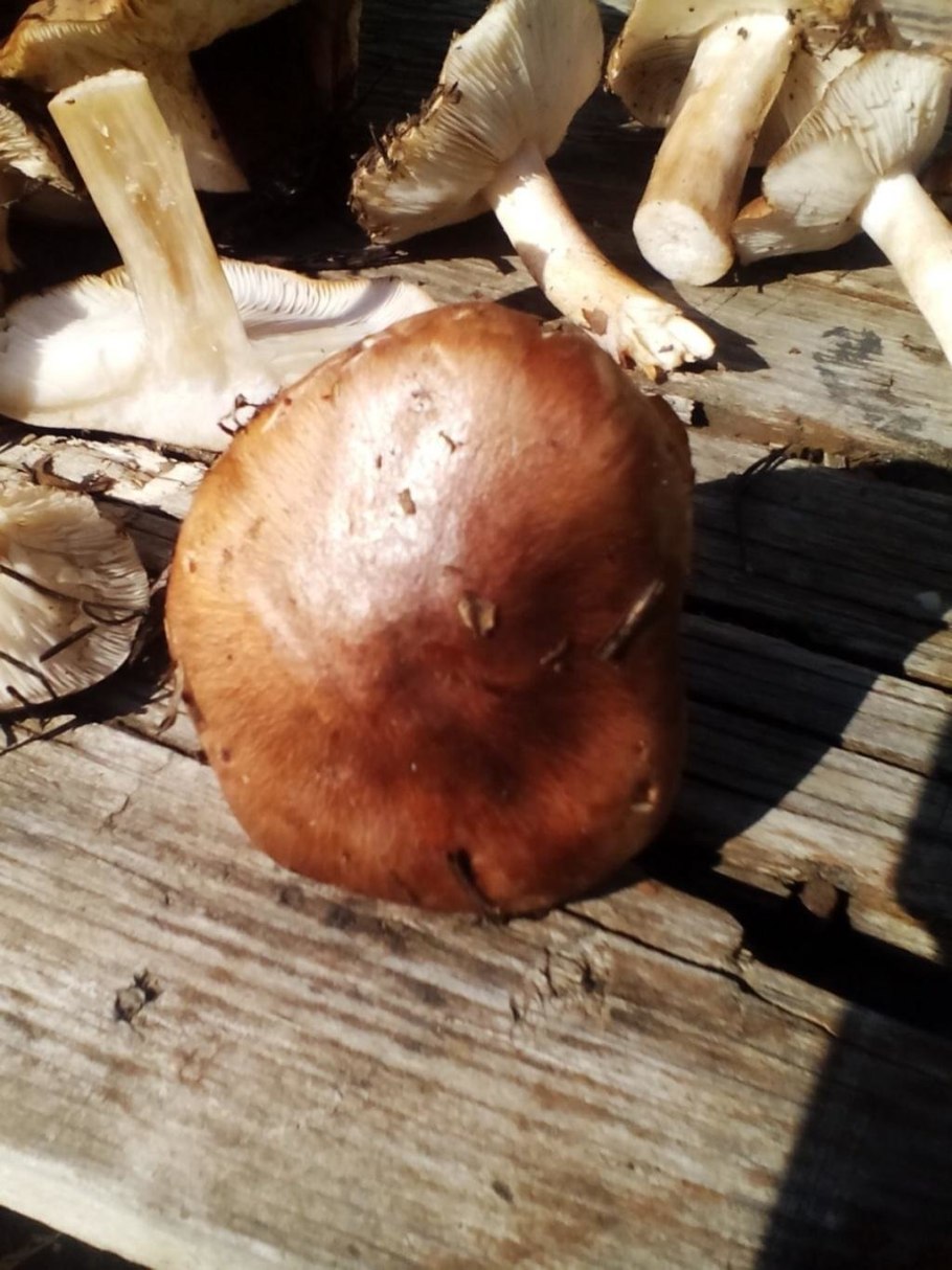 Рядовка буро-желтая Tricholoma fulvum