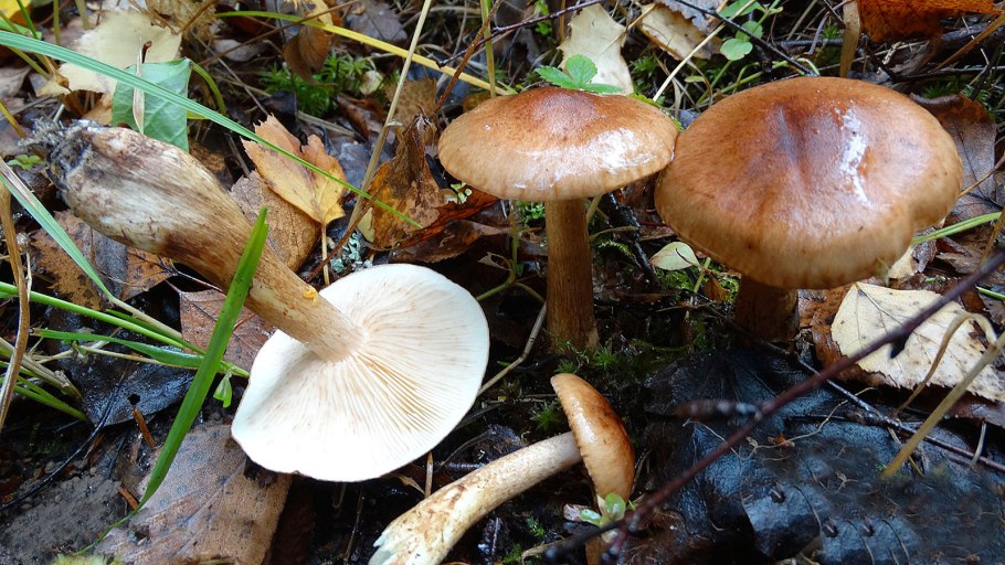 Рядовка красно-бурая