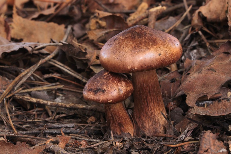 Рядовка погубленная Tricholoma pessundatum