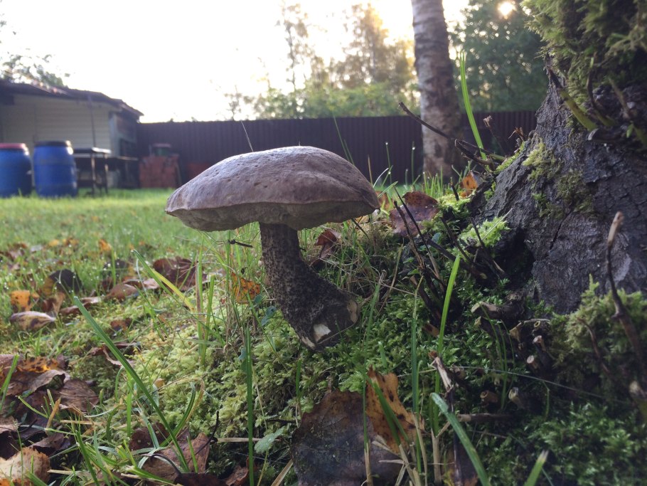 Баушата грибы