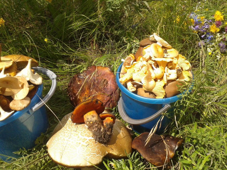 Семена белых грибов