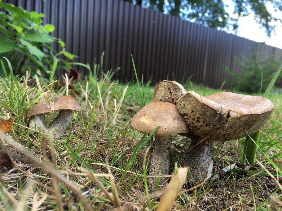 Белые грибы дома