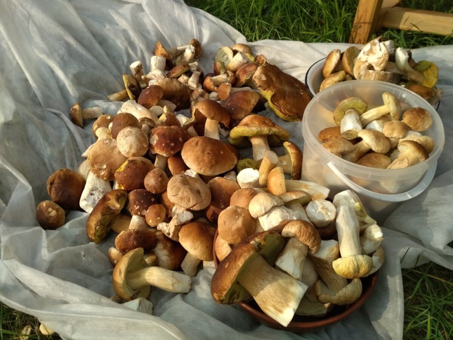 Грибное дело