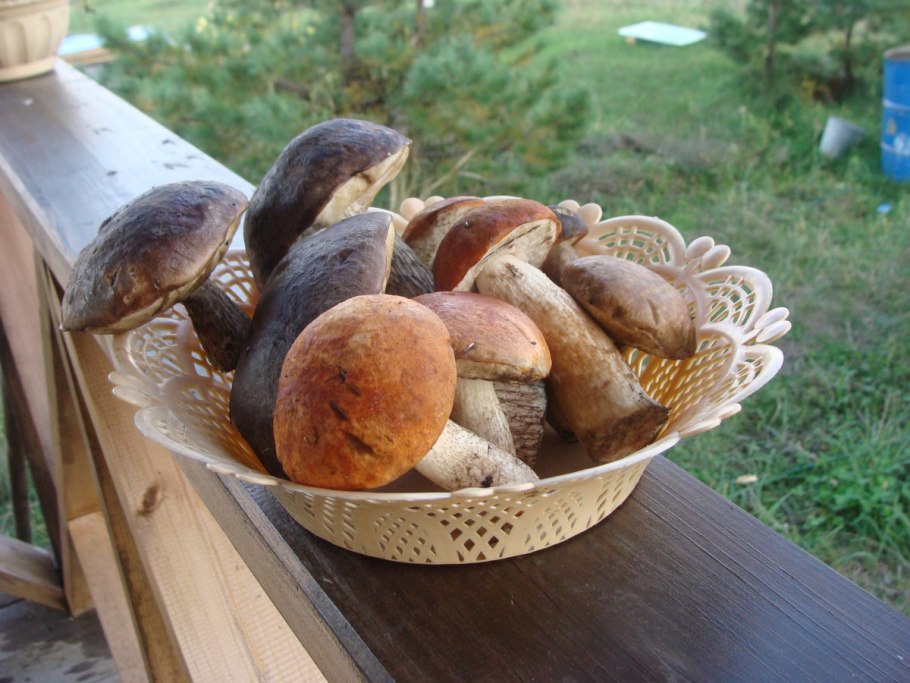 Лодейное поле грибы