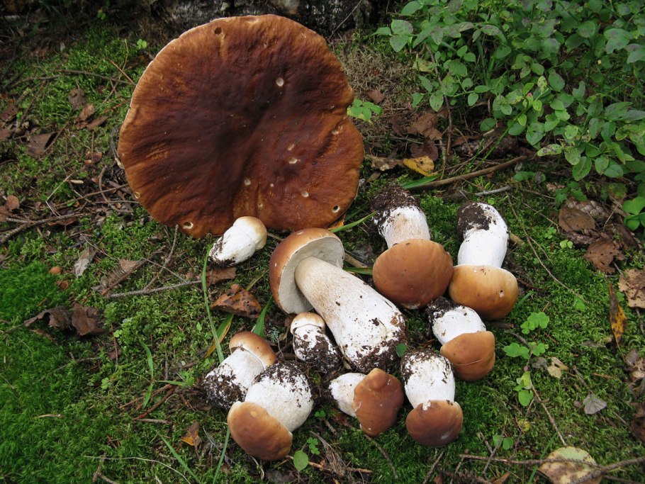 Грибы на приусадебном участке