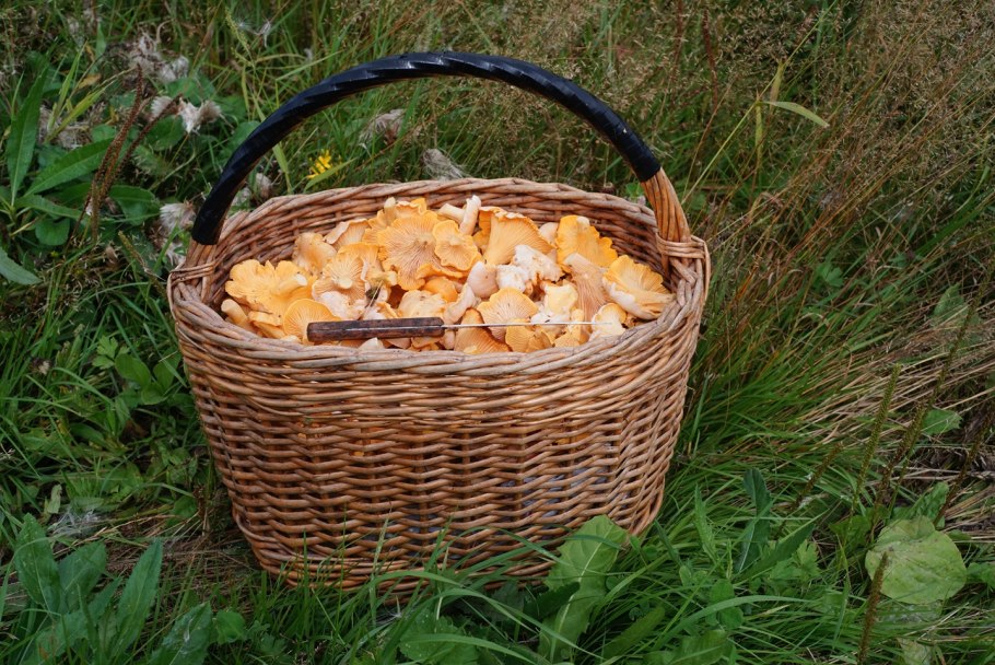 Александровский лес грибы