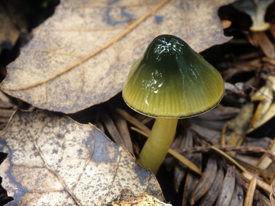 Hygrocybe psittacina