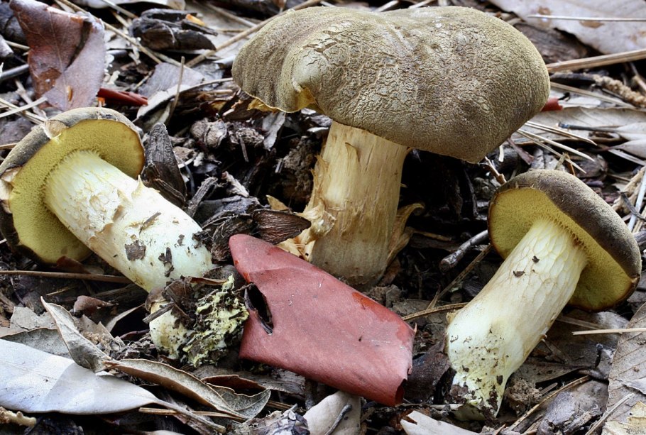 Моховик зеленый Boletus subtomentosus