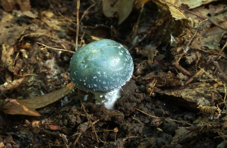 Грибы с зеленой шапочкой