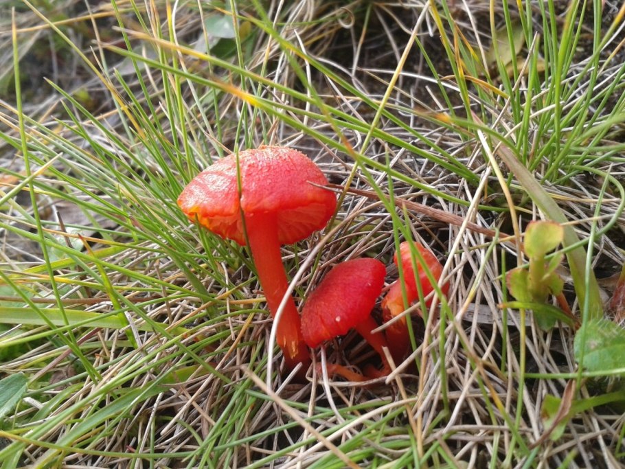 Гигроцибе киноварно-красная (Hygrocybe miniata)