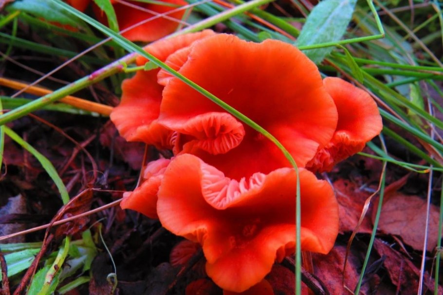 Hygrocybe coccinea