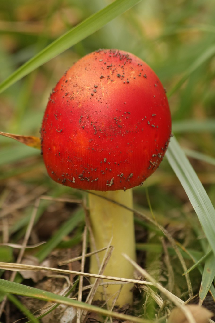 Мухомор Цезаря