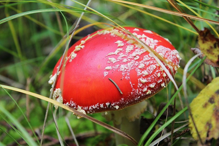 Бордовый мухомор