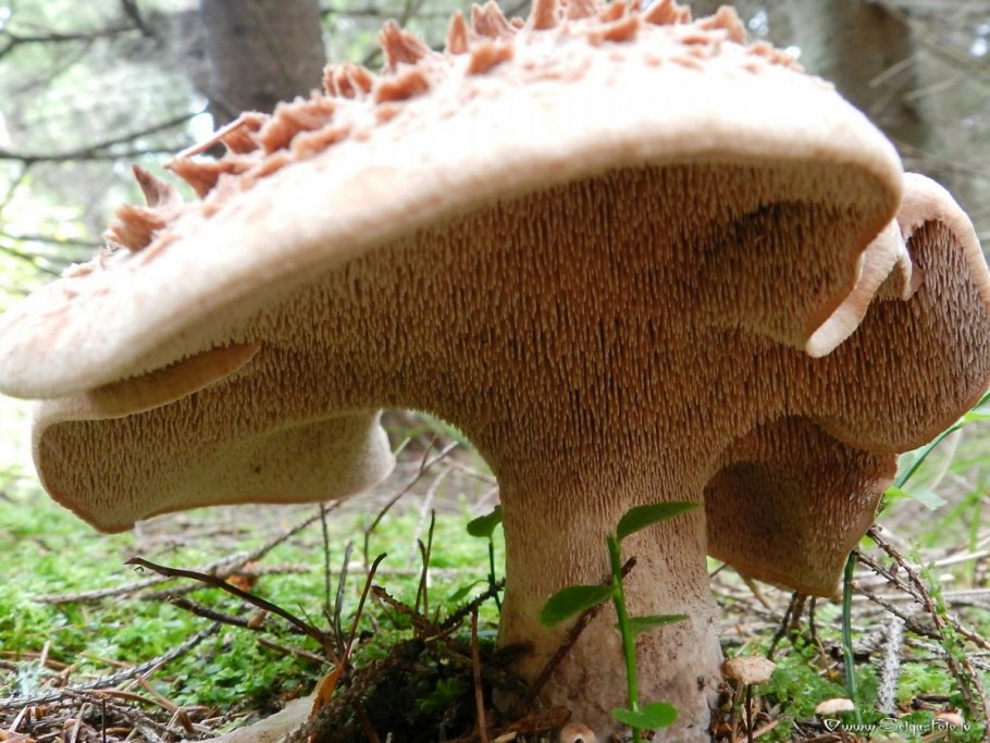 Ежовик черный (Phellodon Niger)