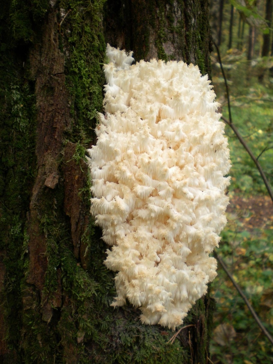 Гриб ежовик коралловидный