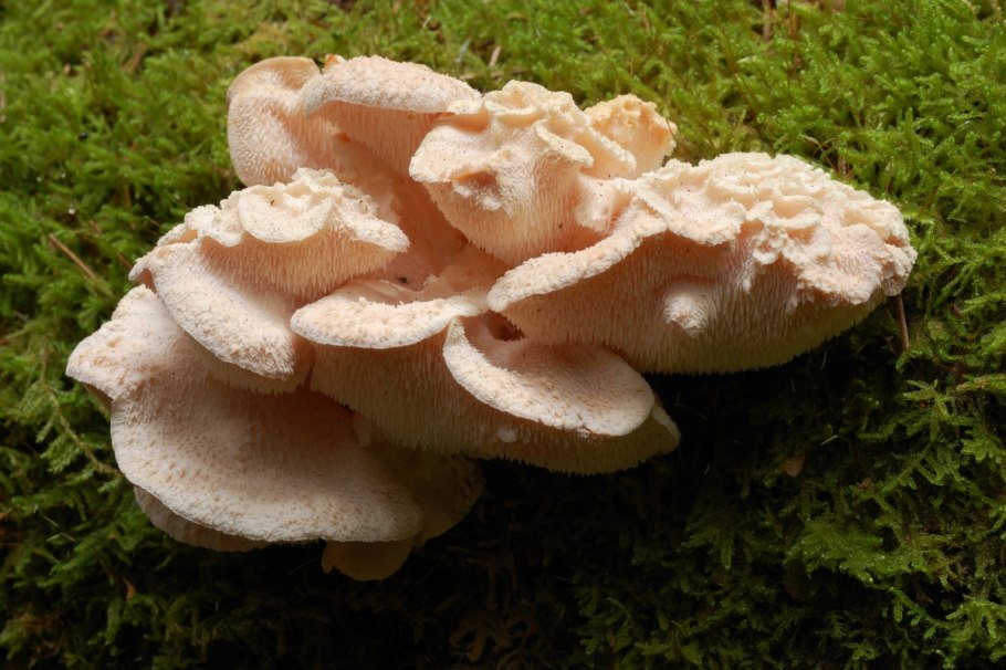 Ежовик пестрый Sarcodon imbricatus