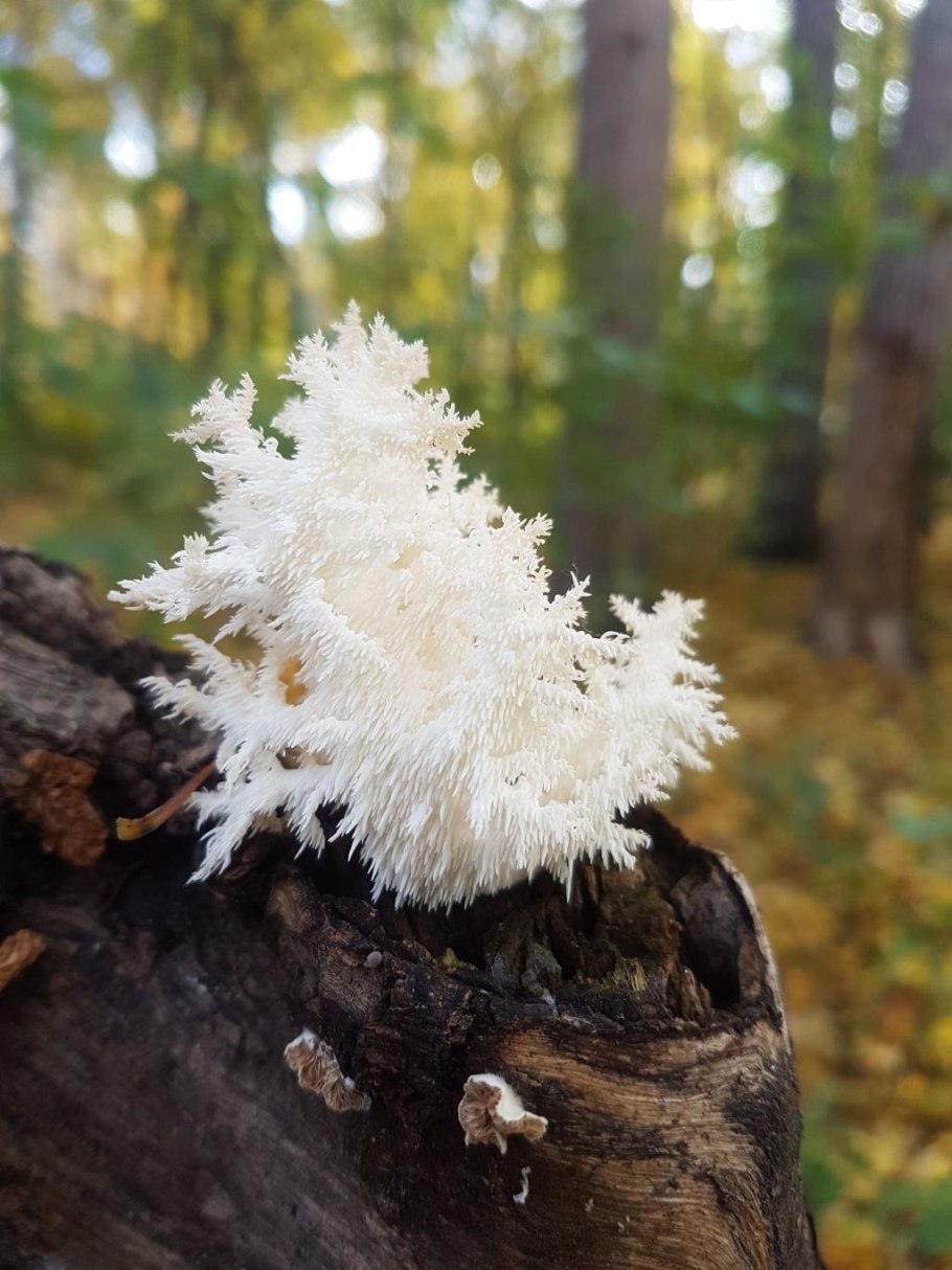 Ежовик пестрый гриб