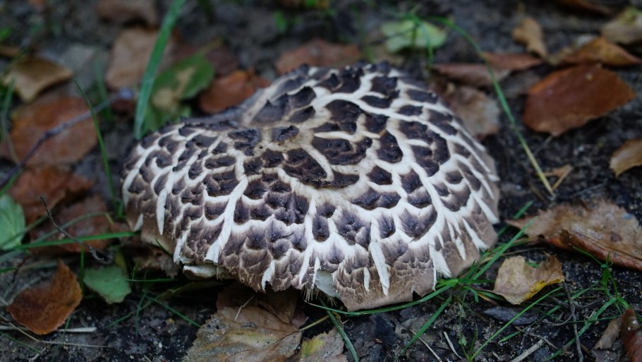 Ежовик гребенчатый