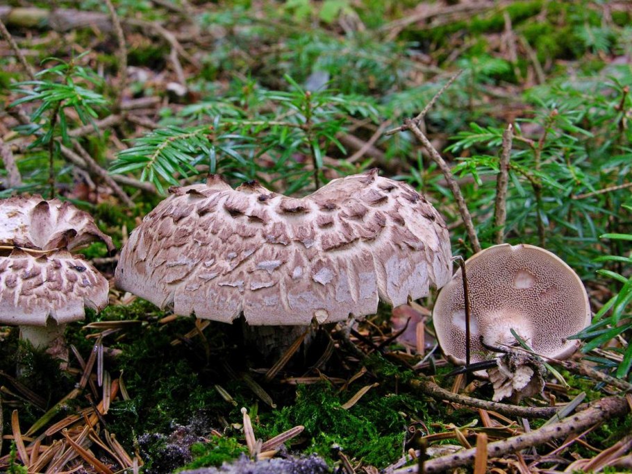 Ежовик коралловидный-гериций.