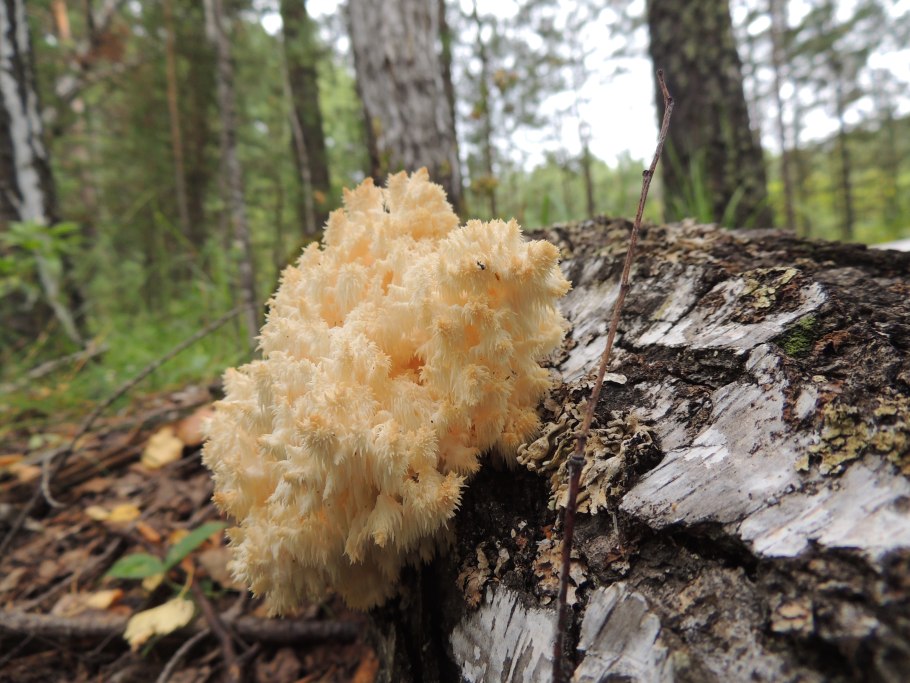 Гериций коралловидный