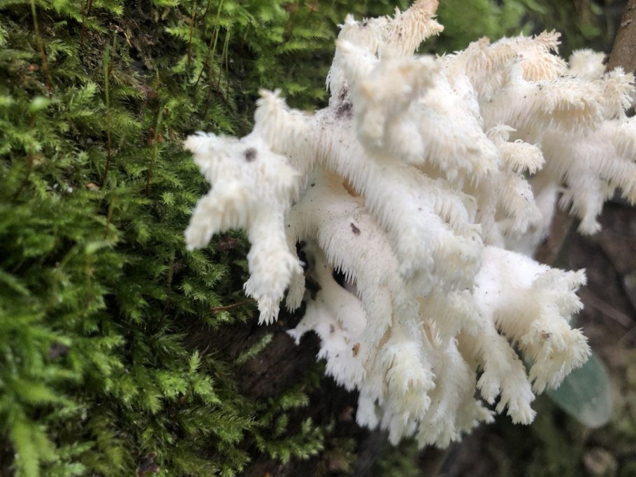 Ежовик пестрый Sarcodon imbricatus