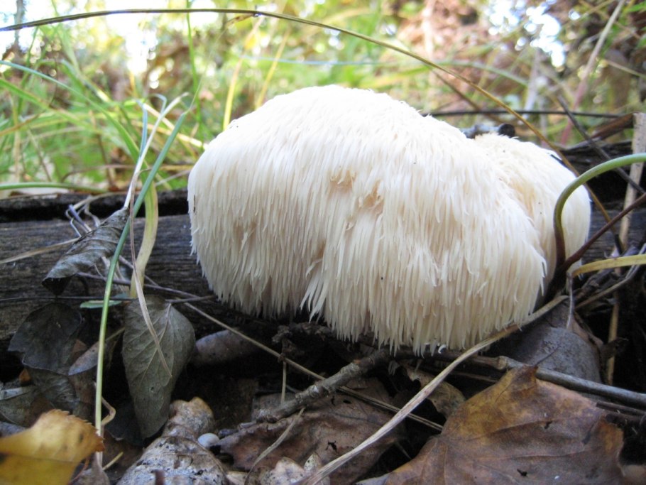 Ежовик Королевский гриб