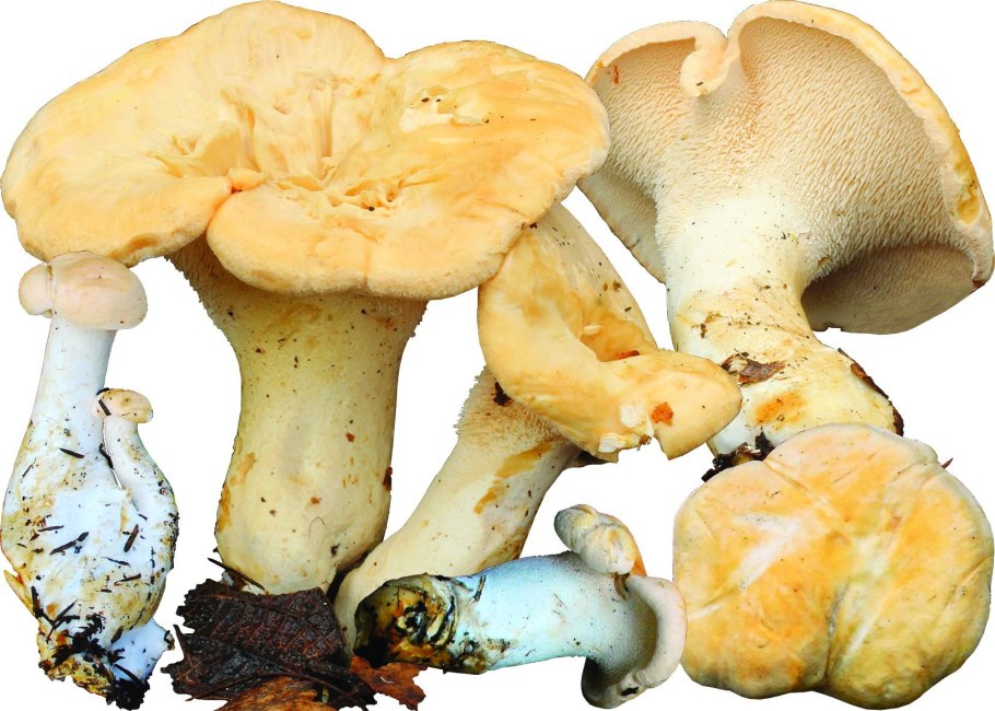 Суп из гриба ежевика