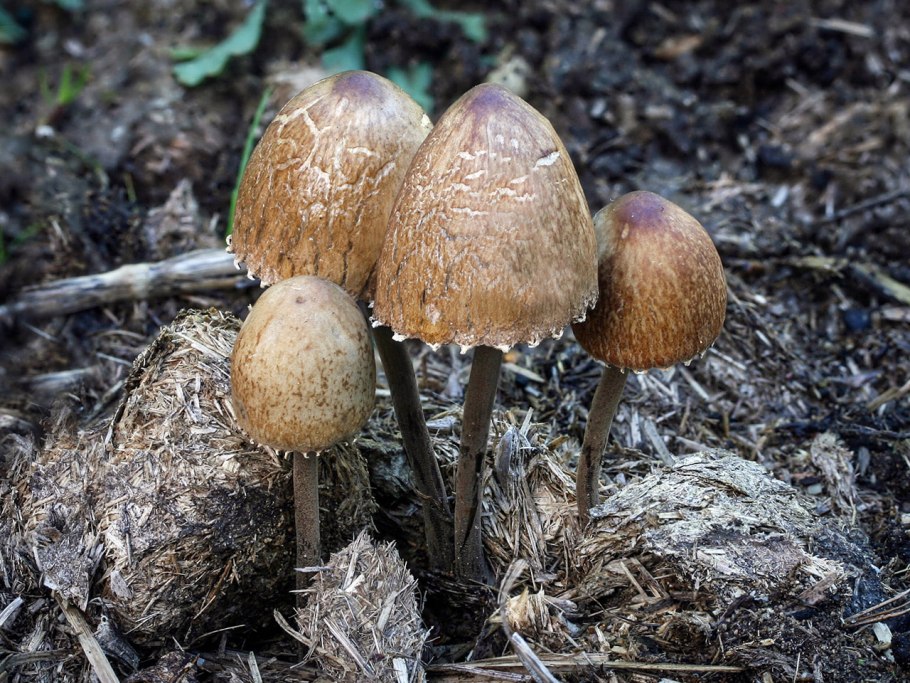 Панэолус (Panaeolus)