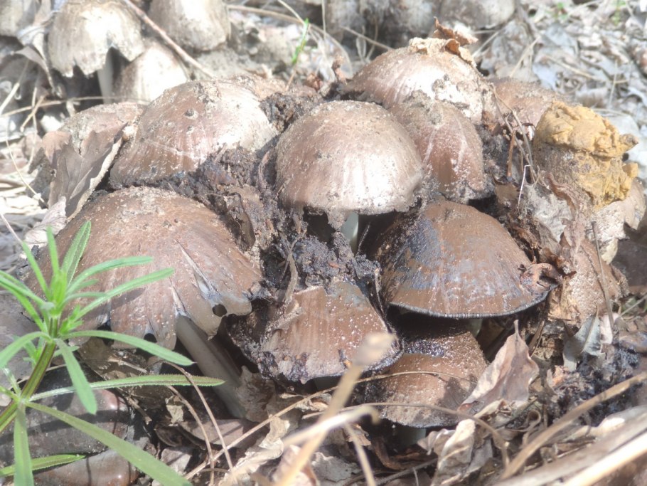 Навозник заостренный Coprinopsis acuminata