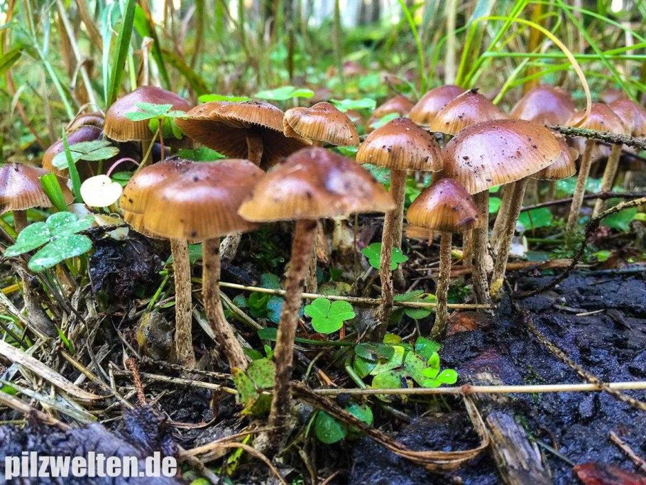 Псилоцибиновый гриб навозник