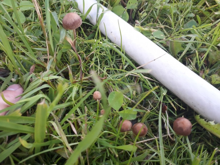 Панеолус навозник