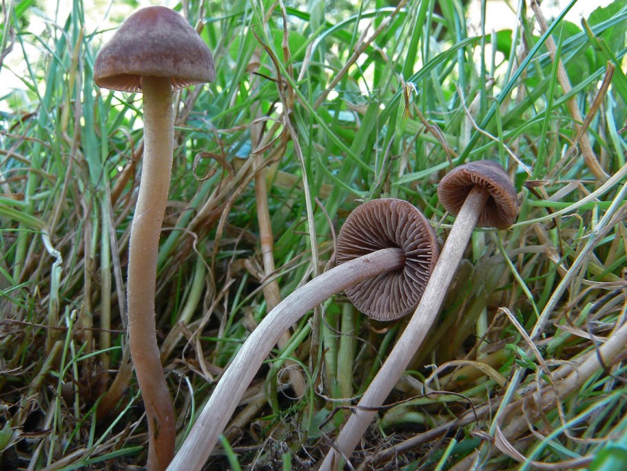 Panaeolus foenisecii
