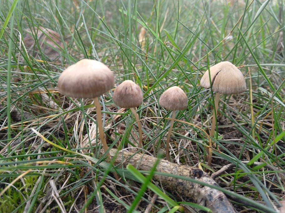 Псилоцибе чешская Psilocybe Bohemica