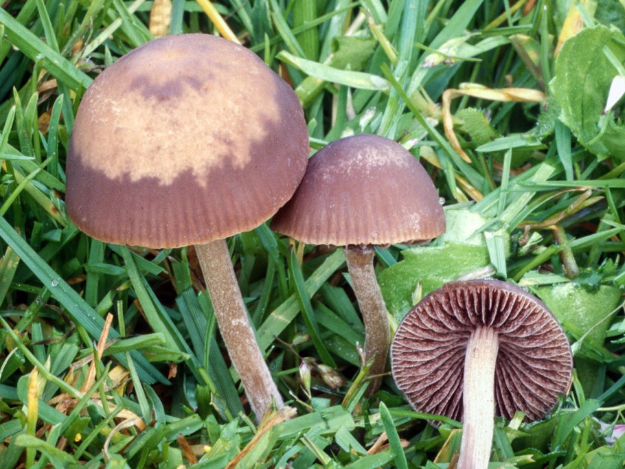 Панеолус Сенный