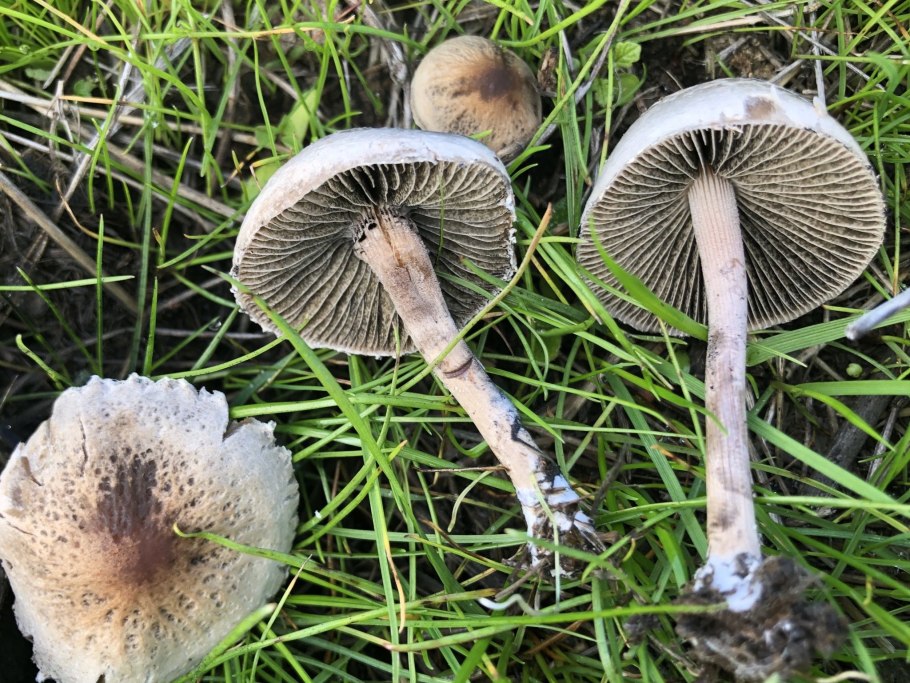 Панеолус навозник колокольчатый