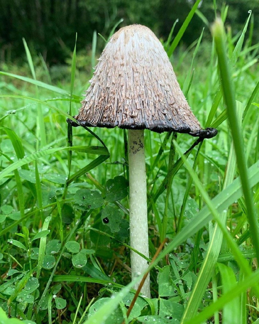 Навозник заостренный Coprinopsis acuminata