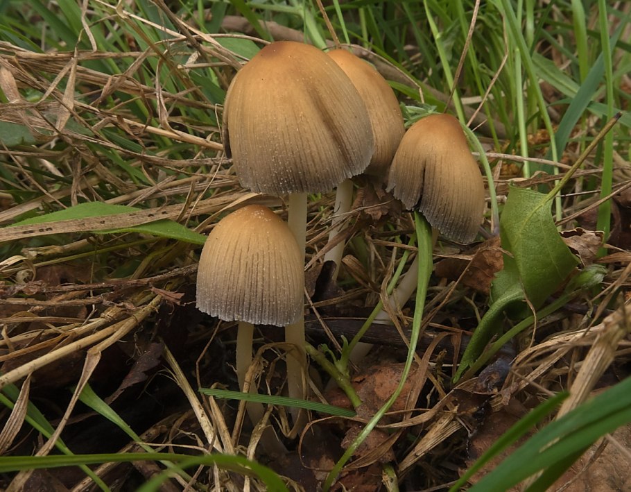 Панеолус (Panaeolus)