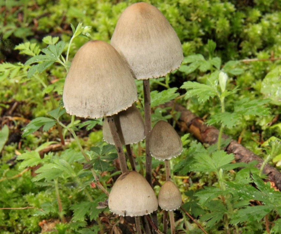 Гриб навозник серый