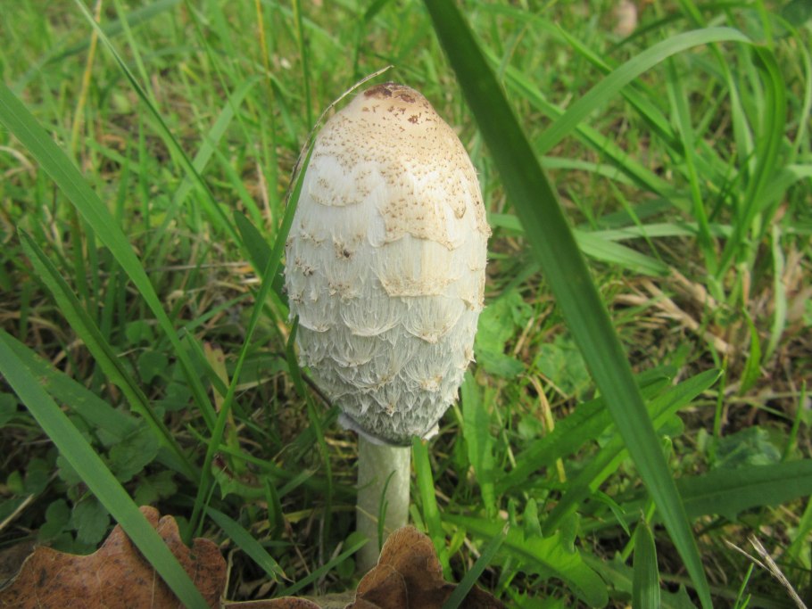 Планета грибов