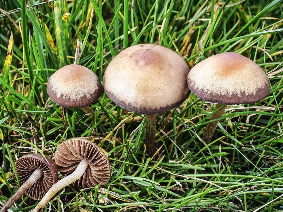 Панеолус пахучий