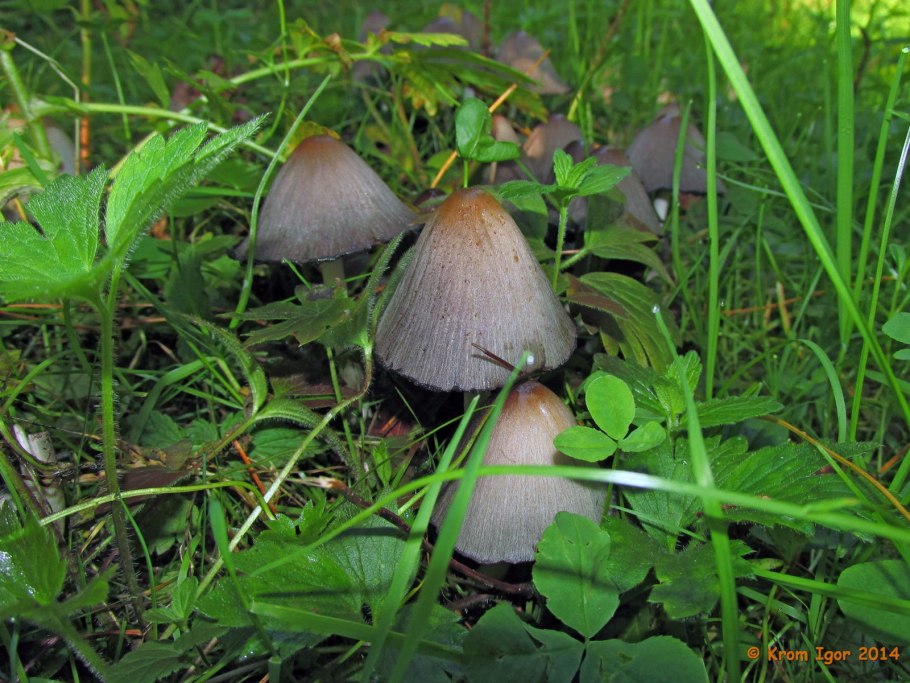Навозник серый Coprinus atramentarius