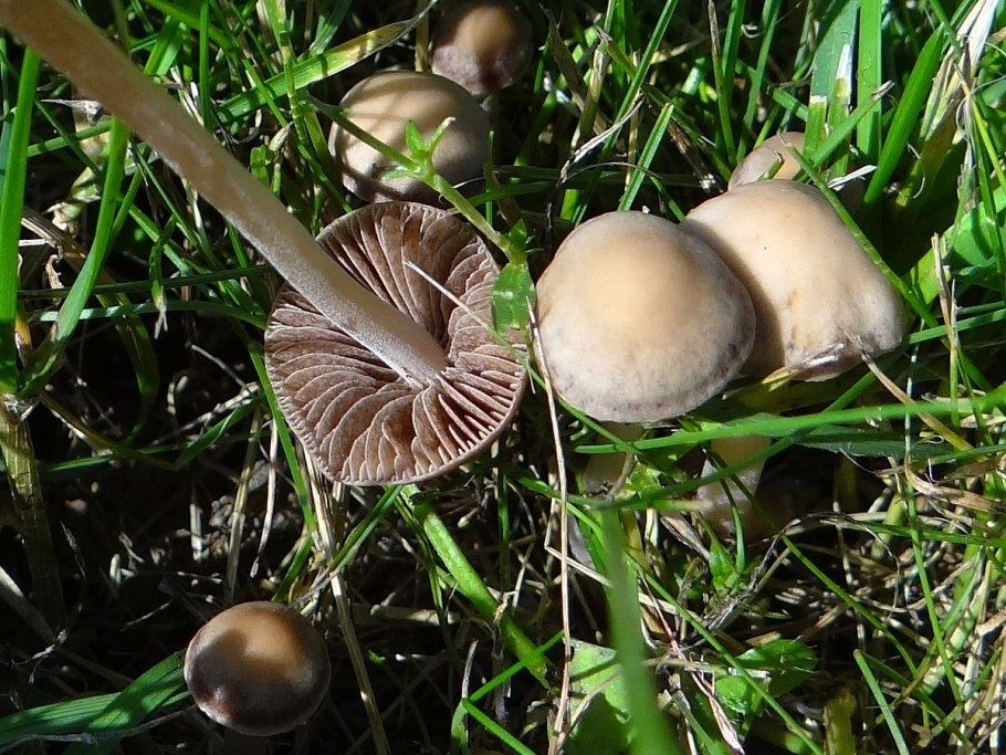 Panaeolina foenisecii гриб