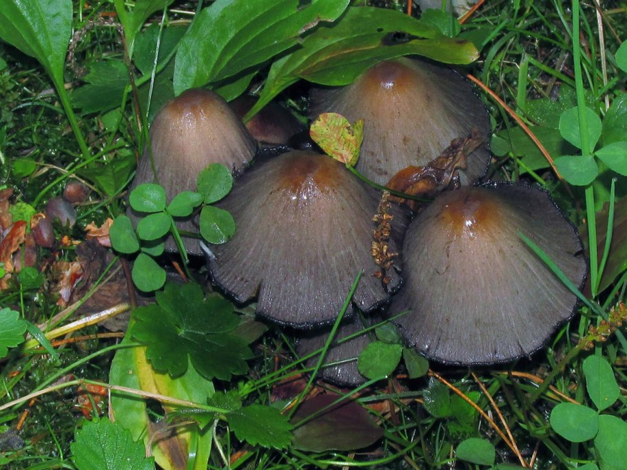 Гриб навозник чернильный