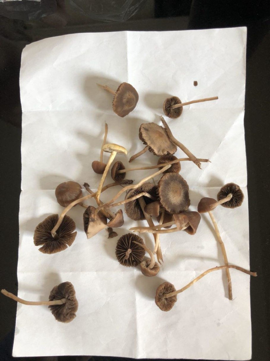 Навозник рассеянный Coprinellus disseminatus