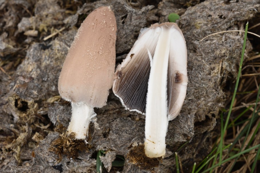Панеолус колокольчатый (Panaeolus papilionaceus)