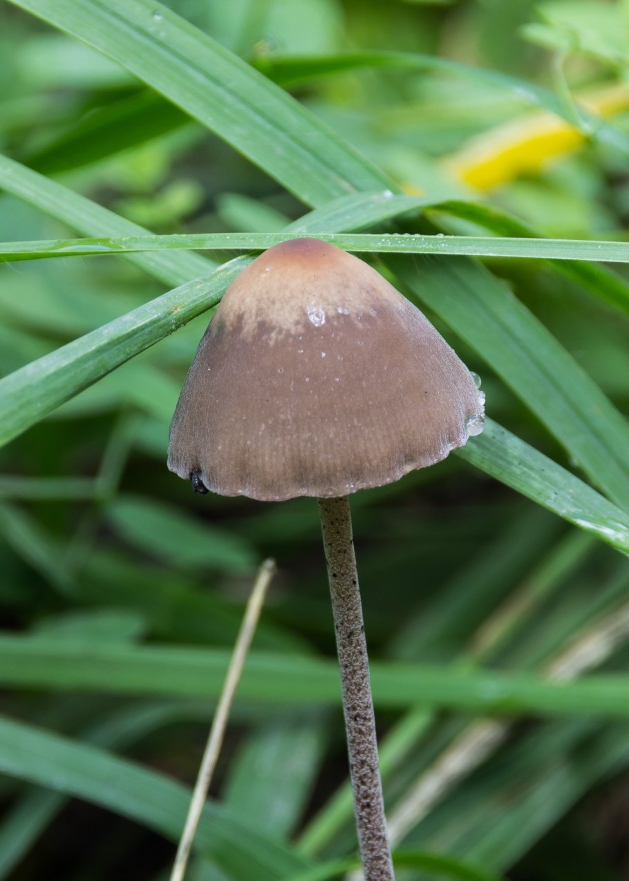 Panaeolus cinctulus