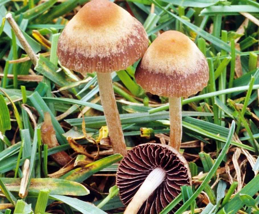 Панэолус (Panaeolus)